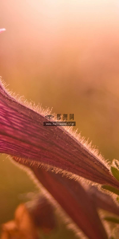 【13220】植物壁纸  2K 高清壁纸2560_1600@青蛙壁纸-笨猫小站