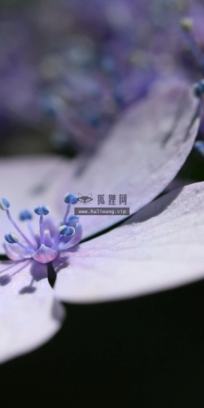 【13223】植物壁纸  2K 高清壁纸2560_1600@青蛙壁纸-笨猫小站