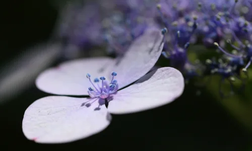 【13223】植物壁纸  2K 高清壁纸2560_1600@青蛙壁纸-笨猫小站