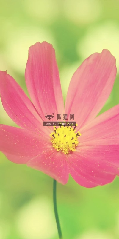 【13224】植物壁纸  2K 高清壁纸2560_1600@青蛙壁纸-笨猫小站