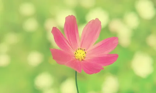 【13225】植物壁纸  2K 高清壁纸2560_1600@青蛙壁纸-笨猫小站