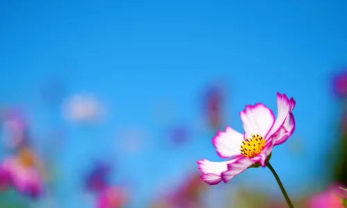【13226】植物壁纸  2K 高清壁纸2560_1600@青蛙壁纸-笨猫小站