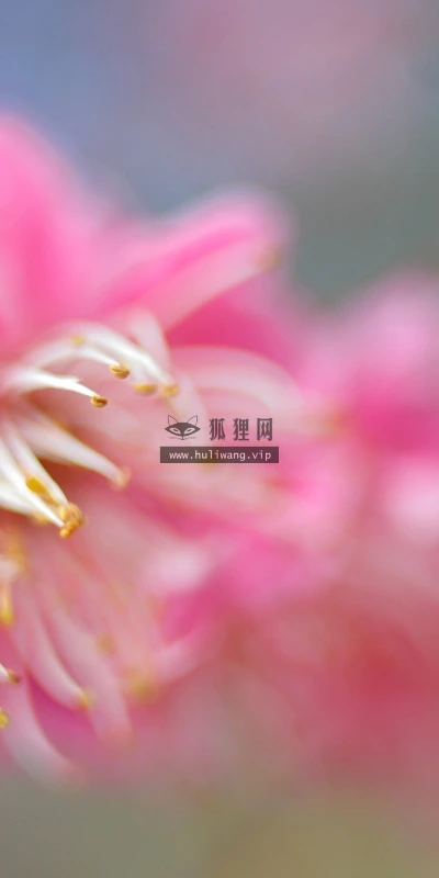 【13227】植物壁纸  2K 高清壁纸2560_1600@青蛙壁纸-笨猫小站