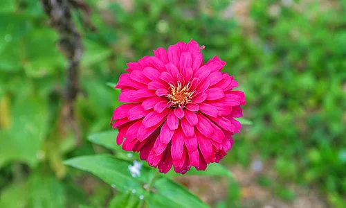 【13228】植物壁纸  2K 高清壁纸2560_1600@青蛙壁纸-笨猫小站