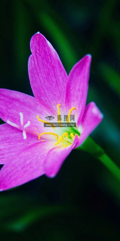 【13229】植物壁纸  2K 高清壁纸2560_1600@青蛙壁纸-笨猫小站