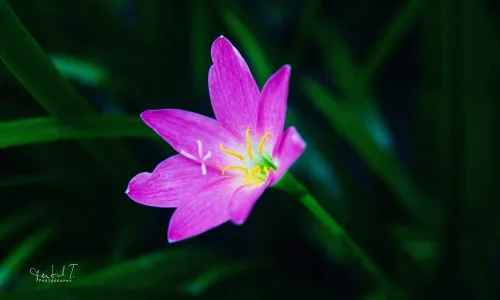 【13229】植物壁纸  2K 高清壁纸2560_1600@青蛙壁纸-笨猫小站