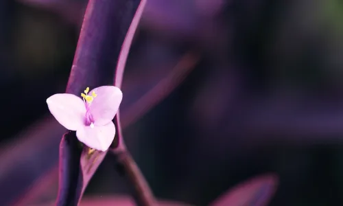 【13230】植物壁纸  2K 高清壁纸2560_1600@青蛙壁纸-笨猫小站