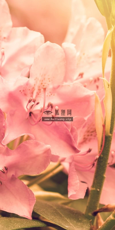 【13231】植物壁纸  2K 高清壁纸2560_1600@青蛙壁纸-笨猫小站