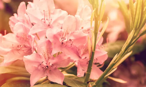 【13231】植物壁纸  2K 高清壁纸2560_1600@青蛙壁纸-笨猫小站