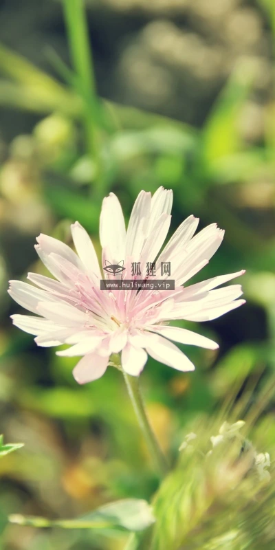 【13232】植物壁纸  2K 高清壁纸2560_1600@青蛙壁纸-笨猫小站