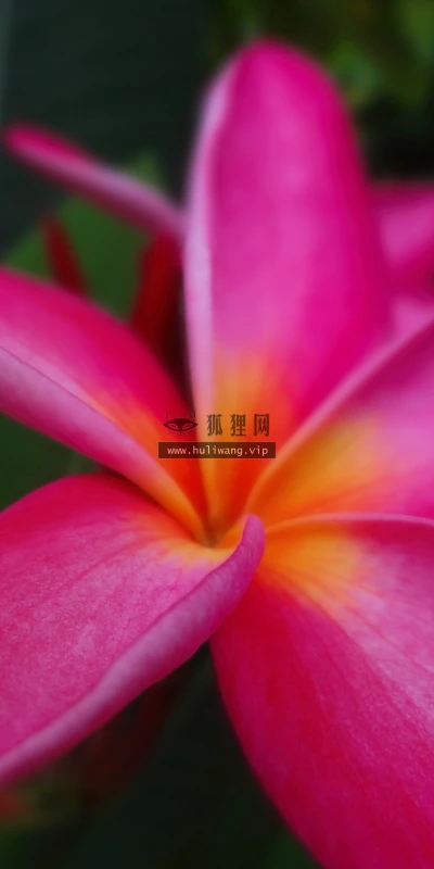 【13233】植物壁纸  2K 高清壁纸2560_1600@青蛙壁纸-笨猫小站