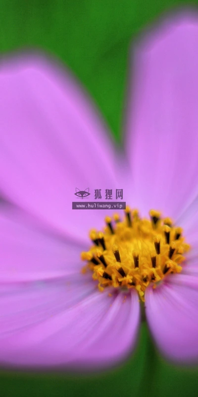 【13234】植物壁纸  2K 高清壁纸2560_1600@青蛙壁纸-笨猫小站