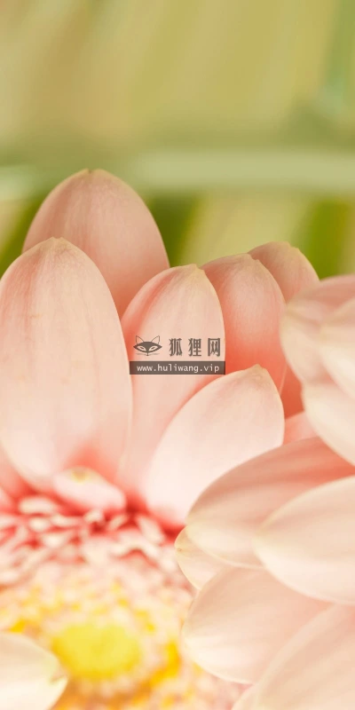 【13236】植物壁纸  2K 高清壁纸2560_1600@青蛙壁纸-笨猫小站