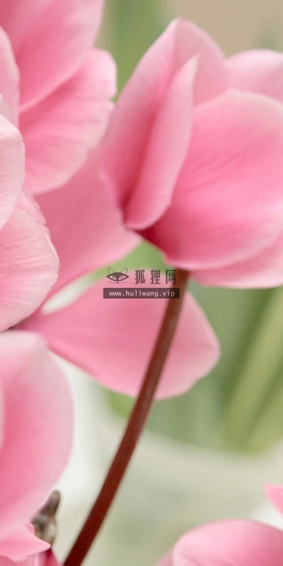 【13237】植物壁纸  2K 高清壁纸2560_1600@青蛙壁纸-笨猫小站