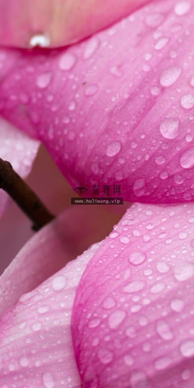 【13238】植物壁纸  2K 高清壁纸2560_1600@青蛙壁纸-笨猫小站