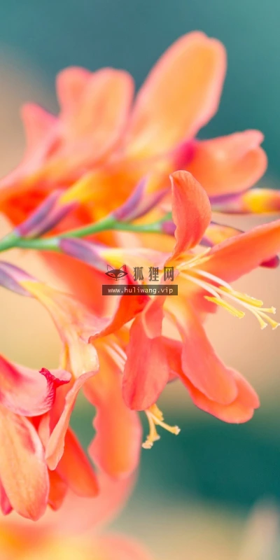 【13240】植物壁纸  2K 高清壁纸2560_1600@青蛙壁纸-笨猫小站