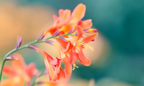 【13240】植物壁纸  2K 高清壁纸2560_1600@青蛙壁纸-笨猫小站