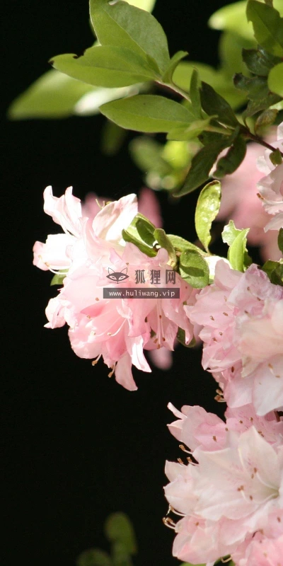【13244】植物壁纸  2K 高清壁纸2560_1600@青蛙壁纸-笨猫小站
