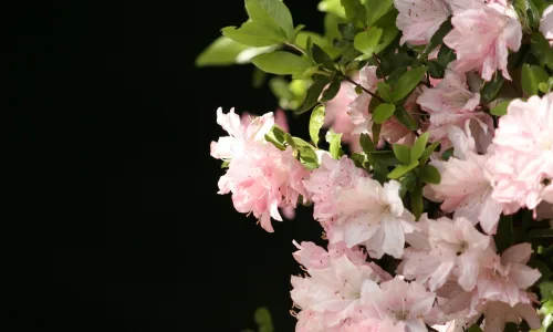 【13244】植物壁纸  2K 高清壁纸2560_1600@青蛙壁纸-笨猫小站