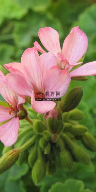 【13245】植物壁纸  2K 高清壁纸2560_1600@青蛙壁纸-笨猫小站