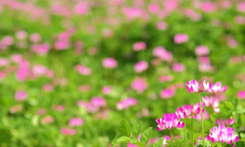 【13246】植物壁纸  2K 高清壁纸2560_1600@青蛙壁纸-笨猫小站