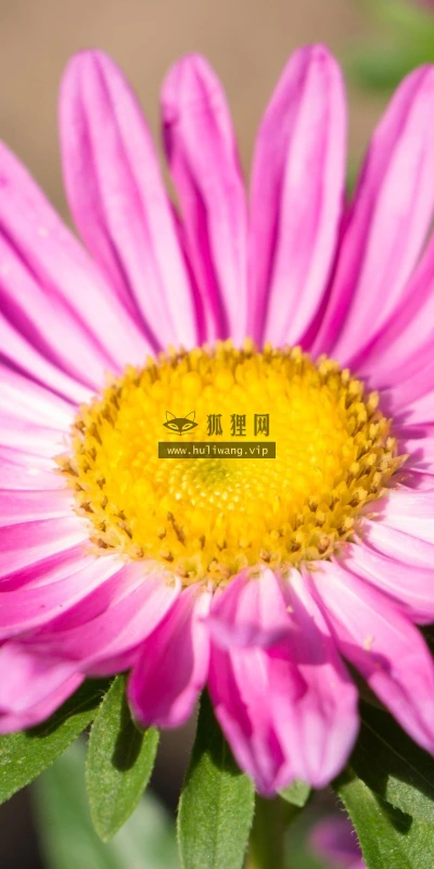 【13247】植物壁纸  2K 高清壁纸2560_1600@青蛙壁纸-笨猫小站