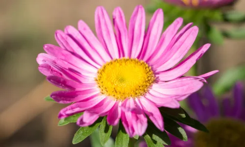 【13247】植物壁纸  2K 高清壁纸2560_1600@青蛙壁纸-笨猫小站