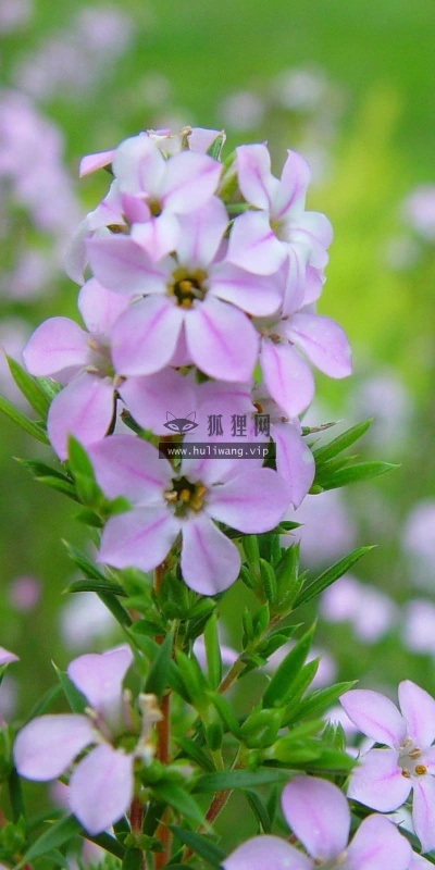 【13248】植物壁纸  2K 高清壁纸2560_1600@青蛙壁纸-笨猫小站