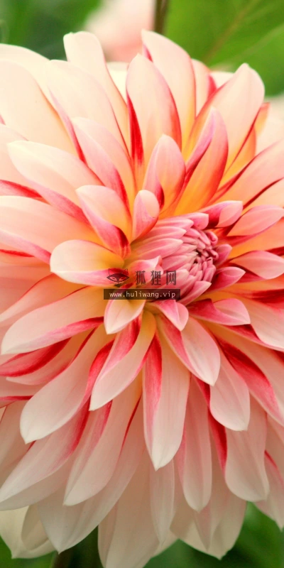 【13252】植物壁纸  2K 高清壁纸2560_1600@青蛙壁纸-笨猫小站