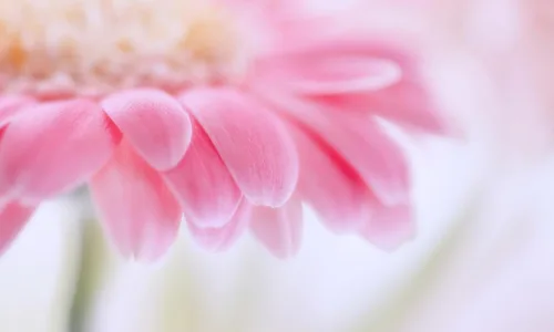 【13254】植物壁纸  2K 高清壁纸2560_1600@青蛙壁纸-笨猫小站