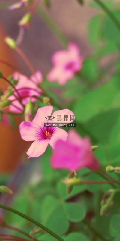 【13255】植物壁纸  2K 高清壁纸2560_1600@青蛙壁纸-笨猫小站