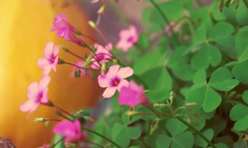 【13255】植物壁纸  2K 高清壁纸2560_1600@青蛙壁纸-笨猫小站