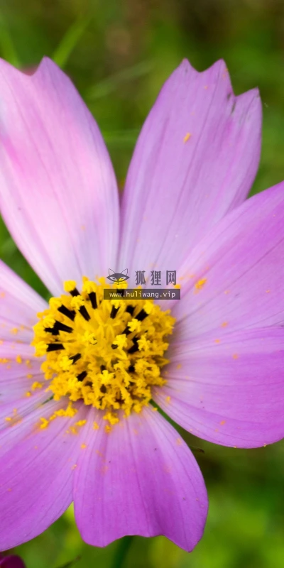 【13257】植物壁纸  2K 高清壁纸2560_1600@青蛙壁纸-笨猫小站