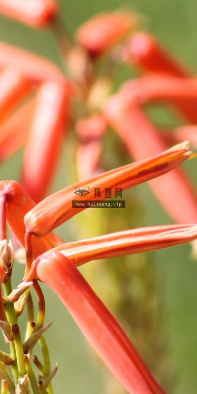 【13258】植物壁纸  2K 高清壁纸2560_1600@青蛙壁纸-笨猫小站