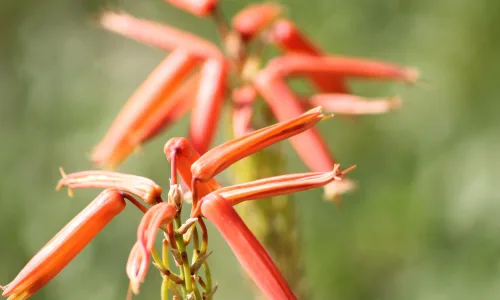 【13258】植物壁纸  2K 高清壁纸2560_1600@青蛙壁纸-笨猫小站