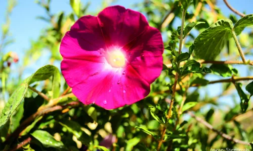 【13259】植物壁纸  2K 高清壁纸2560_1600@青蛙壁纸-笨猫小站