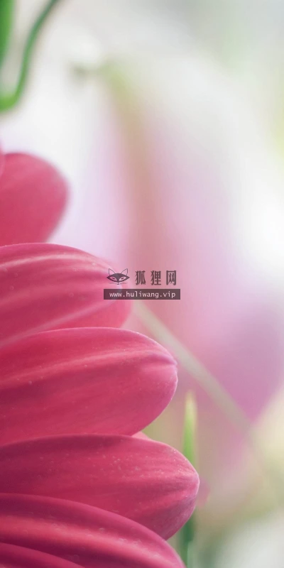 【13260】植物壁纸  2K 高清壁纸2560_1600@青蛙壁纸-笨猫小站