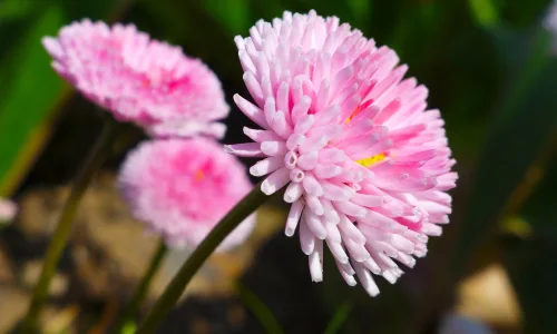 【13261】植物壁纸  2K 高清壁纸2560_1600@青蛙壁纸-笨猫小站
