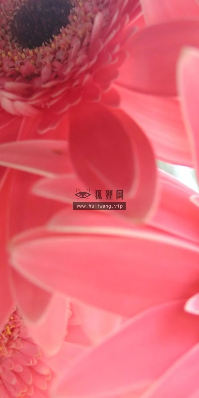 【13262】植物壁纸  2K 高清壁纸2560_1600@青蛙壁纸-笨猫小站