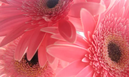 【13262】植物壁纸  2K 高清壁纸2560_1600@青蛙壁纸-笨猫小站