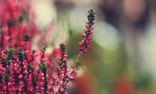 【13263】植物壁纸  2K 高清壁纸2560_1600@青蛙壁纸-笨猫小站