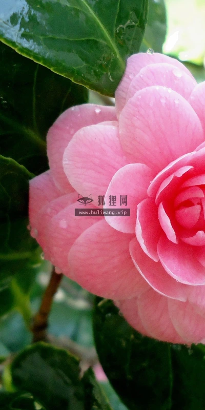 【13264】植物壁纸  2K 高清壁纸2560_1600@青蛙壁纸-笨猫小站