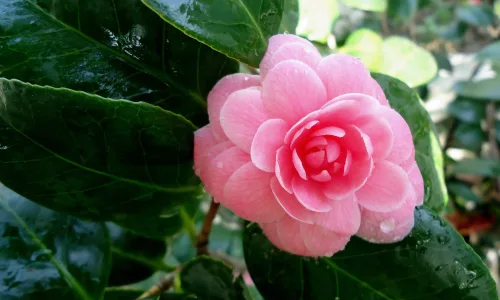 【13264】植物壁纸  2K 高清壁纸2560_1600@青蛙壁纸-笨猫小站