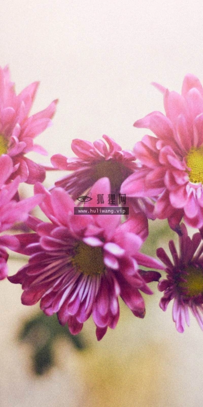 【13265】植物壁纸  2K 高清壁纸2560_1600@青蛙壁纸-笨猫小站