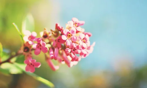 【13267】植物壁纸  2K 高清壁纸2560_1600@青蛙壁纸-笨猫小站