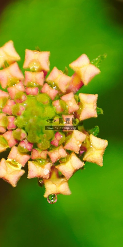 【13269】植物壁纸  2K 高清壁纸2560_1600@青蛙壁纸-笨猫小站