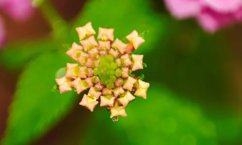【13269】植物壁纸  2K 高清壁纸2560_1600@青蛙壁纸-笨猫小站