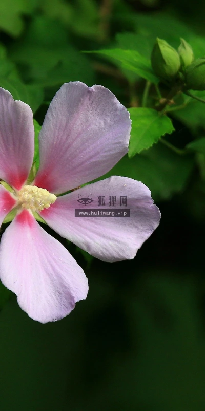 【13271】植物壁纸  2K 高清壁纸2560_1600@青蛙壁纸-笨猫小站