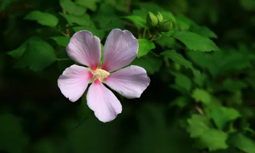 【13271】植物壁纸  2K 高清壁纸2560_1600@青蛙壁纸-笨猫小站