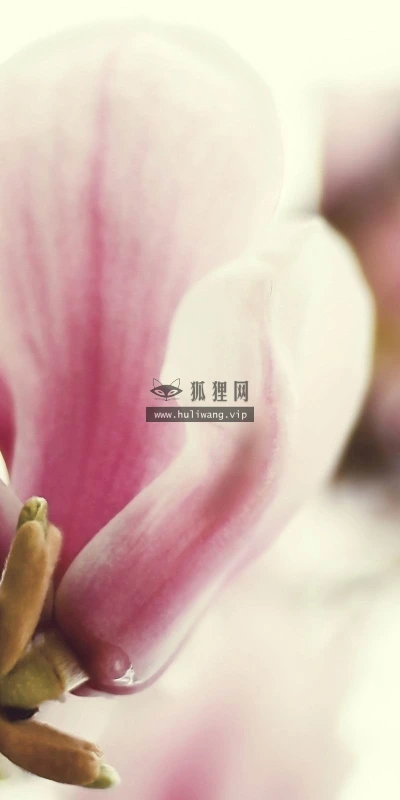 【13272】植物壁纸  2K 高清壁纸2560_1600@青蛙壁纸-笨猫小站